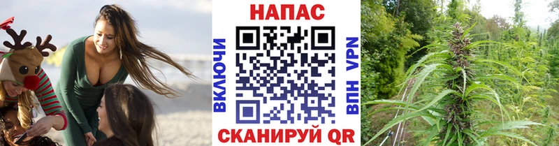 МАРИХУАНА сатива Духовщина